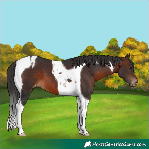 Horse Color:Brown Tobiano Varnish 