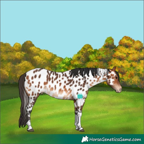 Horse Color:Bay Tobiano Near Leopard Rabicano 