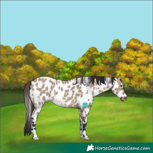 Horse Color:White Spotted Brown Dun Leopard Rabicano