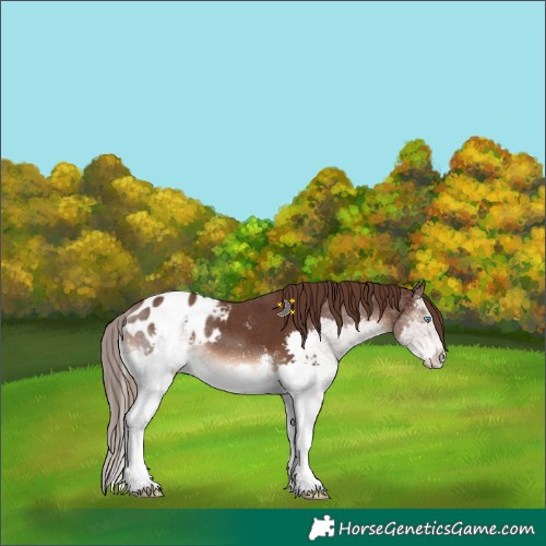Horse Color:Liver Chestnut Sabino Splash Blanket 