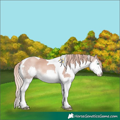 Horse Color:Gold Champagne Splash Tobiano