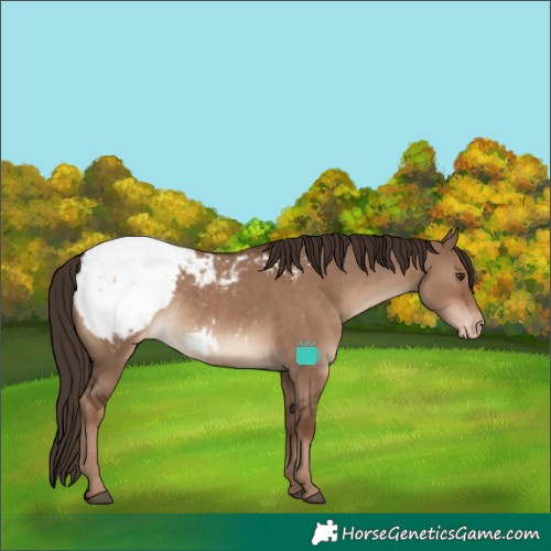 Horse Color:Liver Red Dun Snowcap Rabicano