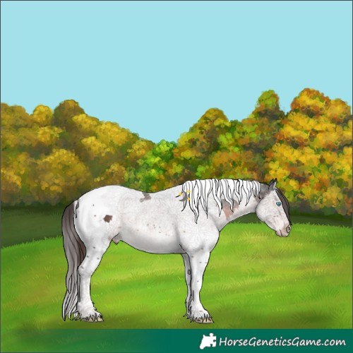 Horse Color:Liver Chestnut Splash Tobiano Rabicano