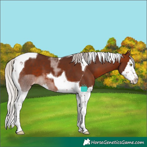 Horse Color:Silver Bay Sabino Splash Tobiano Varnish