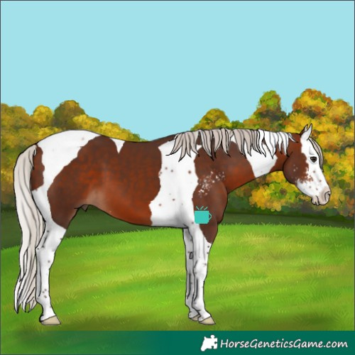 Horse Color:Silver Bay Sabino Splash Tobiano 