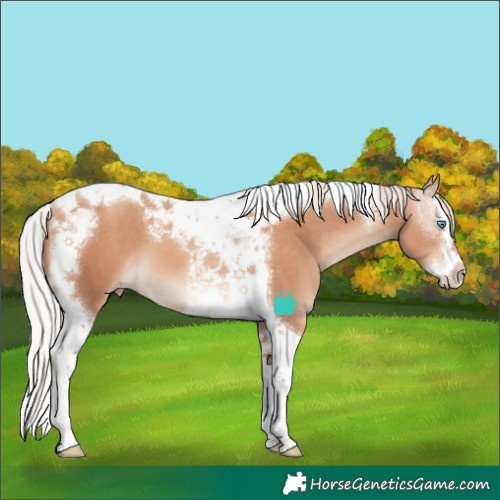 Horse Color:Silver Sable Champagne Splash Tobiano 