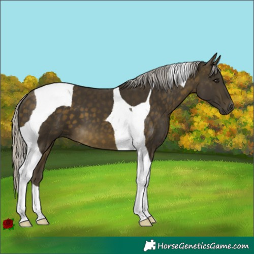 Horse Color:Silver Buckskin Tobiano 