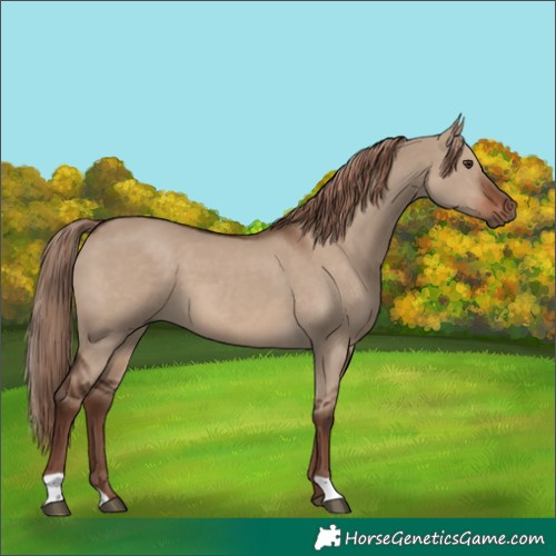 Horse Color:Liver Red Dun