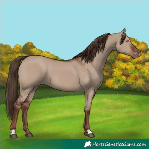 Horse Color:Liver Red Dun Varnish 