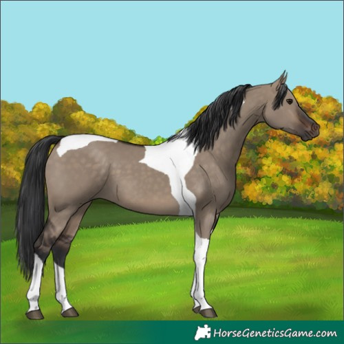 Horse Color:Brown Dun Tobiano