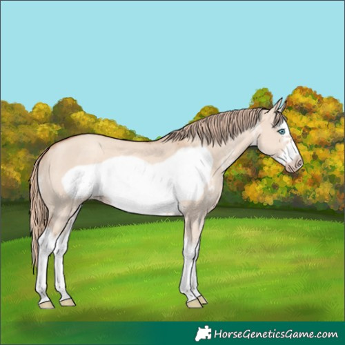Horse Color:Gold Champagne Dun Sabino Splash Frame 