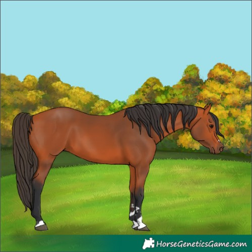 Horse Color:Unknown 