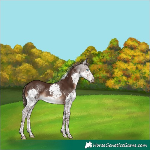 Horse Color:White Spotted Liver Chestnut Splash Tobiano