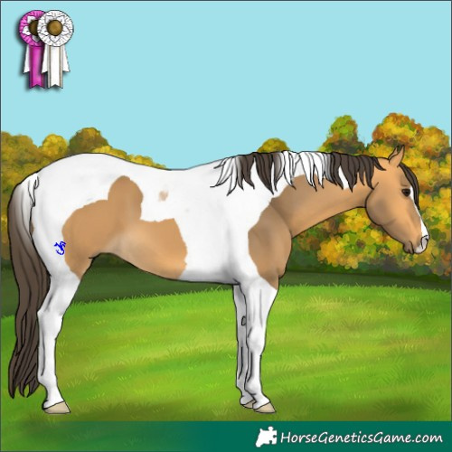 Horse Color:Buckskin Tobiano
