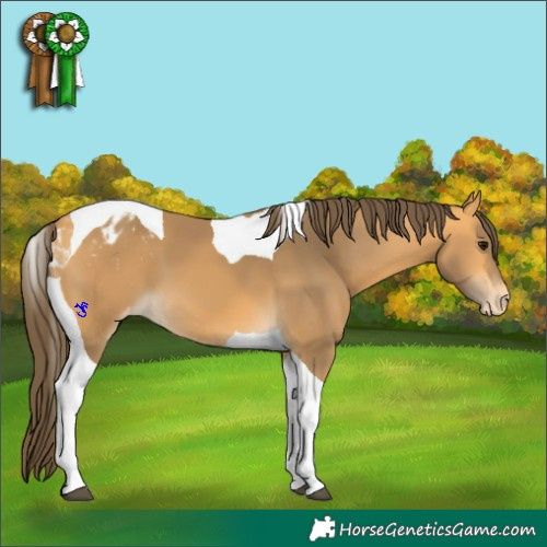 Horse Color:Buckskin Tobiano Blanket 
