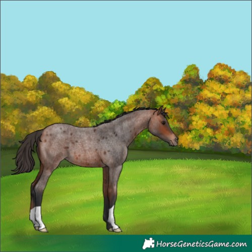 Horse Color:Bay Roan 