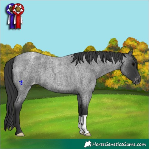 Horse Color:Blue Roan Varnish 