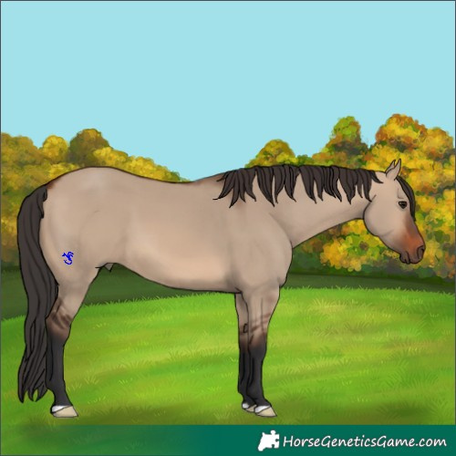 Horse Color:Brown Dun 