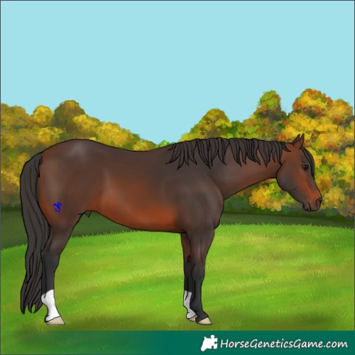 Horse Color:Brown 