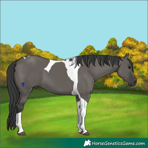 Horse Color:Grullo Tobiano