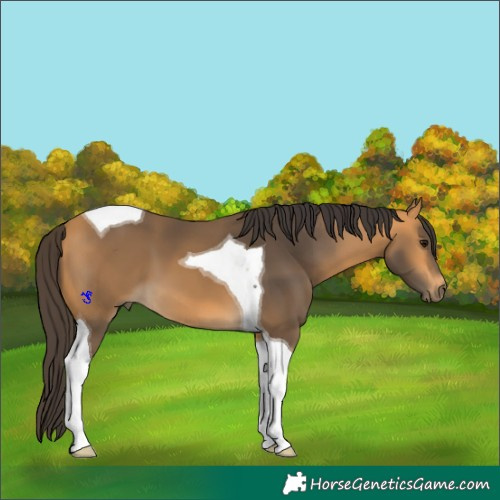 Horse Color:Buckskin Tobiano