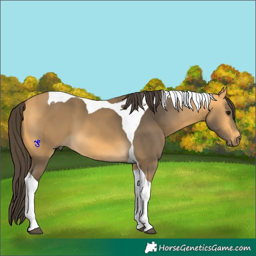 Horse Color:Buckskin Tobiano