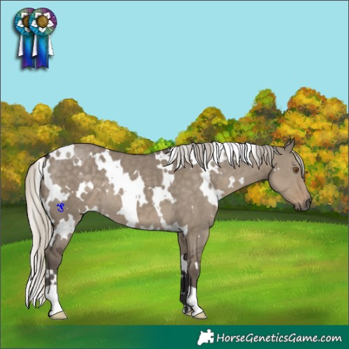 Horse Color:White Spotted Silver Smoky Grullo