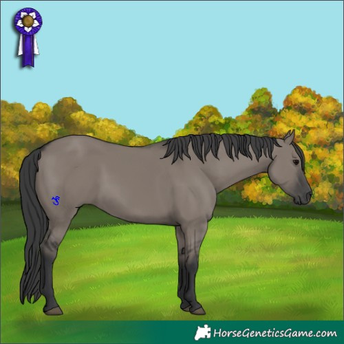 Horse Color:Grullo 
