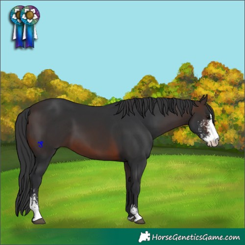 Horse Color:Brown Sabino