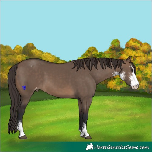 Horse Color:Brown Dun Sabino Blanket
