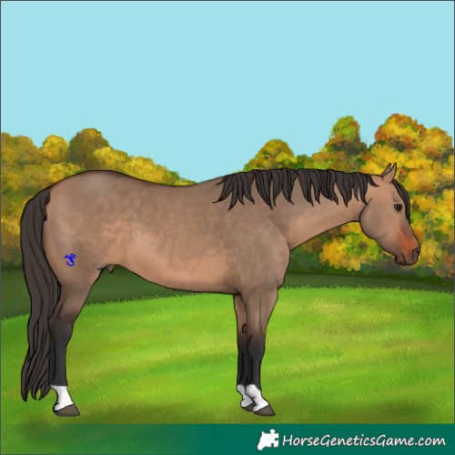 Horse Color:Bay Dun