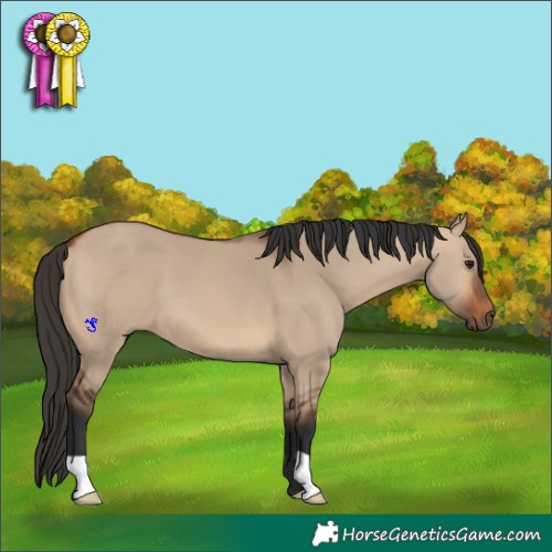 Horse Color:Bay Dun 