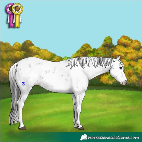 Horse Color:Black Sabino