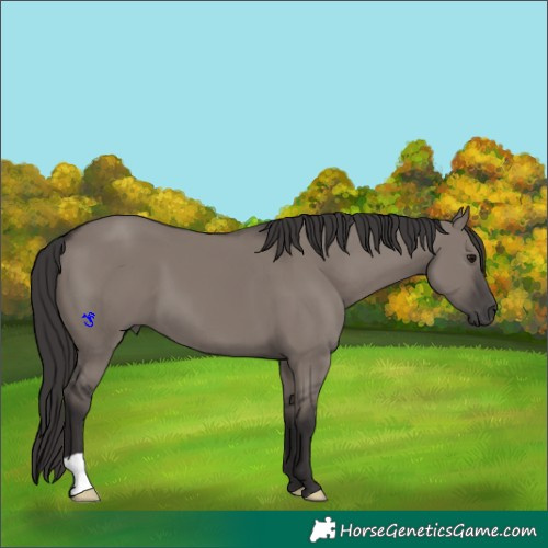 Horse Color:Smoky Grullo