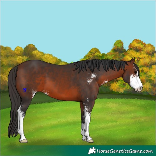 Horse Color:Brown Sabino