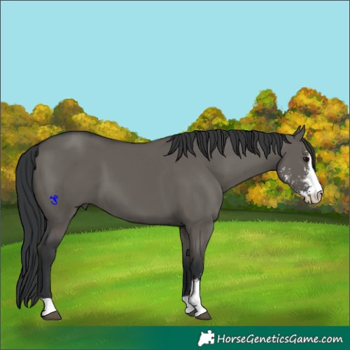 Horse Color:Grullo Sabino 