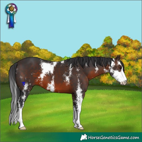 Horse Color:Brown Sabino