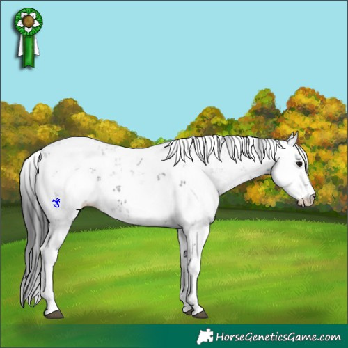 Horse Color:Black Sabino 