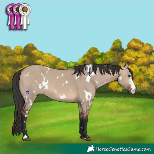 Horse Color:White Spotted Brown Dun Sabino
