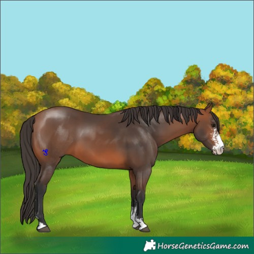 Horse Color:Bay Sabino