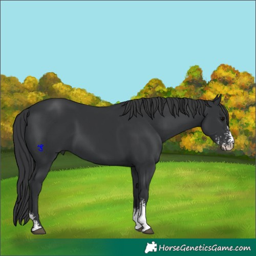 Horse Color:Black Sabino 