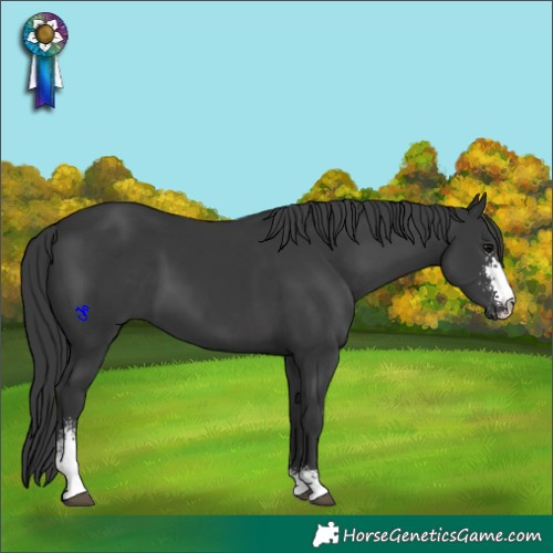 Horse Color:Black Sabino