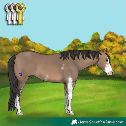 Horse Color:Brown Dun Sabino 