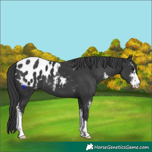 Horse Color:Black Sabino Blanket