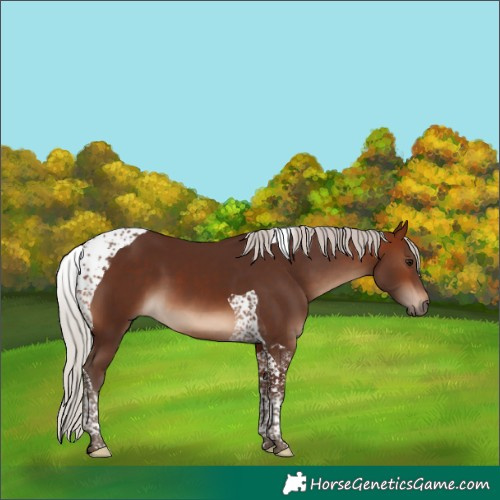 Horse Color:Silver Brown Tobiano