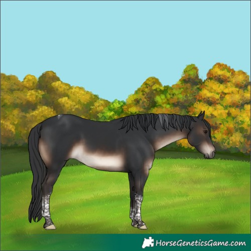 Horse Color:Brown Tobiano