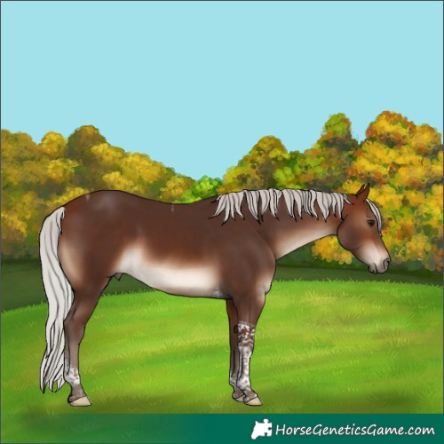 Horse Color:Silver Brown Tobiano 