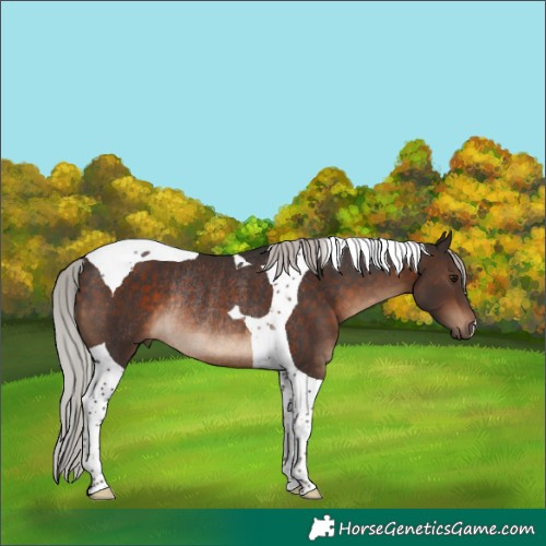 Horse Color:Silver Brown Tobiano Rabicano 