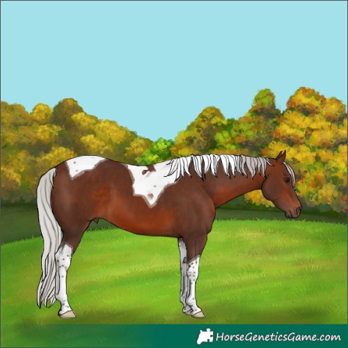 Horse Color:Silver Brown Tobiano 