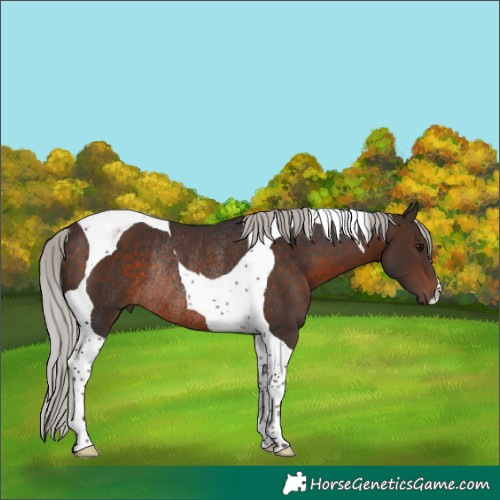 Horse Color:Silver Brown Tobiano Rabicano